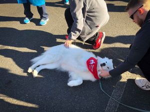 NYC Marathon comfort Dog